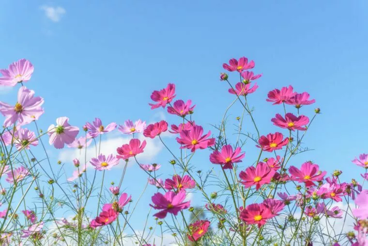 同時交際がある時は