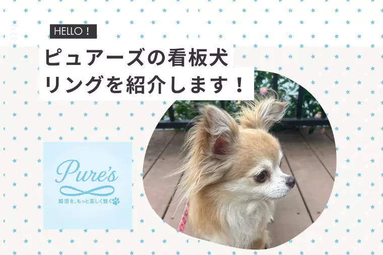 ピュアーズ通信★看板犬のリングを紹介します！