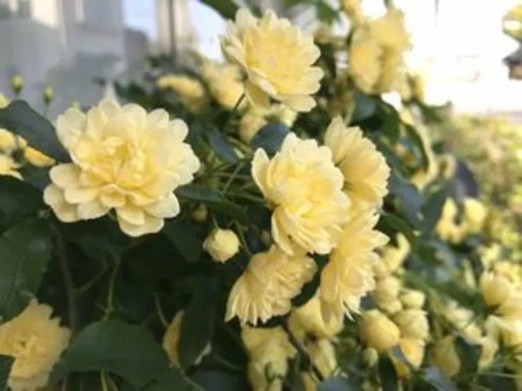 花のある結婚相談所