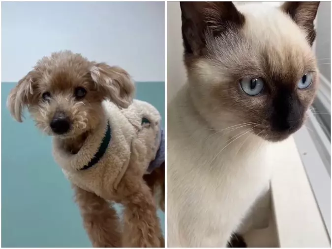 ハルモニア「私たちがペットを飼っている方に寄り添える理由。」- 2