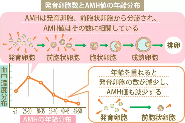 結婚相談所エノグ「妊活&婚活をサポートする新しい取り組み！AMH検査キット」- 2