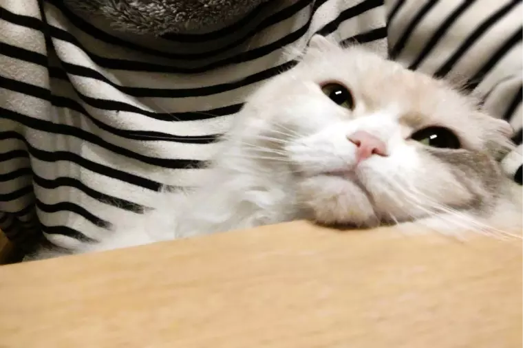 にゃんハラ