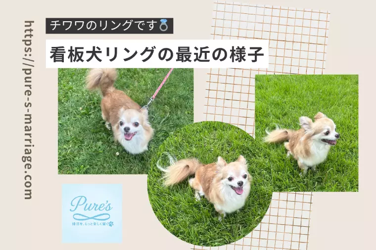 看板犬チワワのリング～最近の様子～