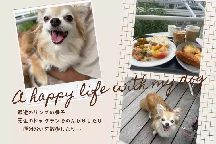 結婚相談所　Pure's　(ピュアーズ）「看板犬チワワのリング～最近の様子～」- 2