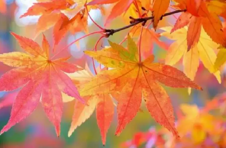 サンマリエ浜松（Sweet Partners スウィートパートナーズ）「初デートで好印象を残す５つの方法」- 2