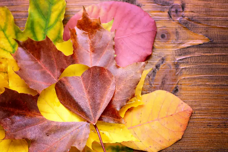 恋が深まる秋のおすすめデートスポット