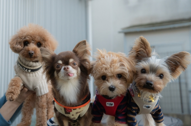 婚活サポート　ブルースター「カップリング率５０％！大成功のハロウィンパーティ」- 4