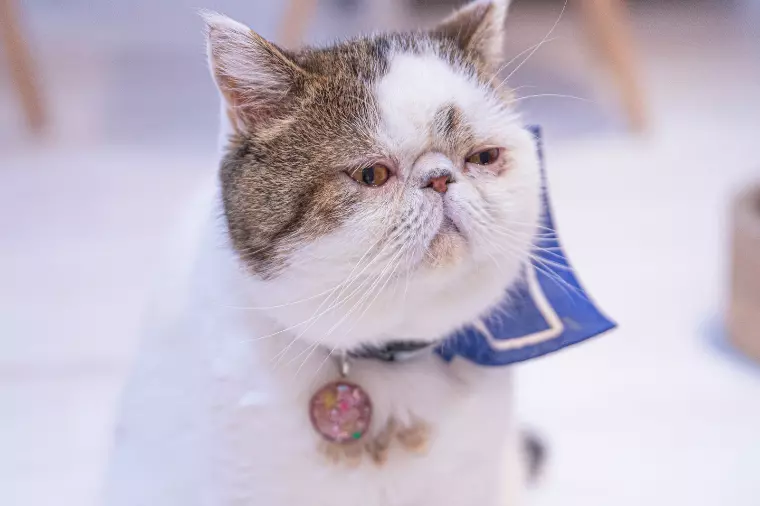 懐が広い40代50代男性の口癖5選！