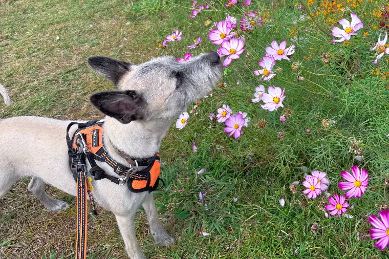 結婚相談所での婚活が向いている人・向いていない人