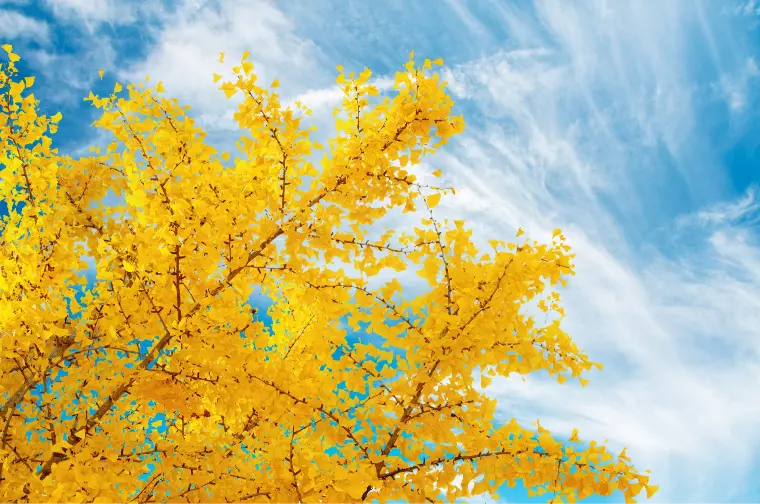 成婚退会のタイミングは、あなた次第