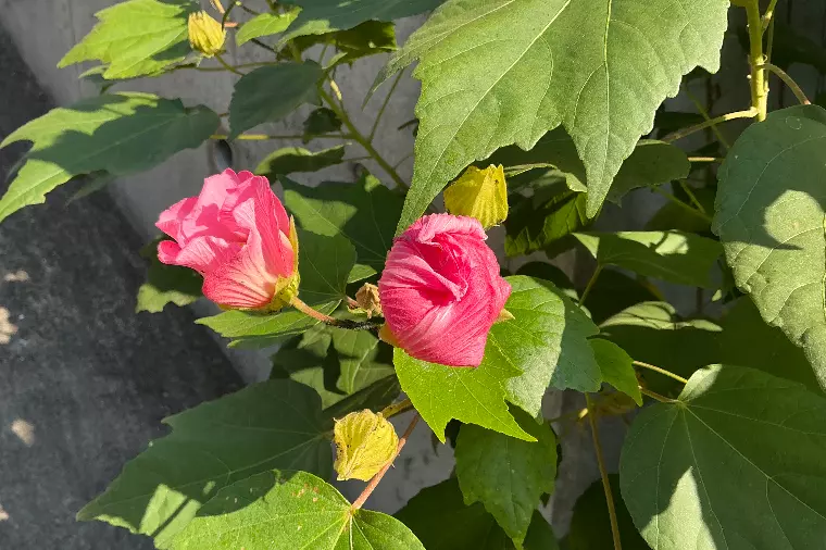 🩷 婚活は(錯覚)と(勢い)の掛け合わせでご成婚へ至る