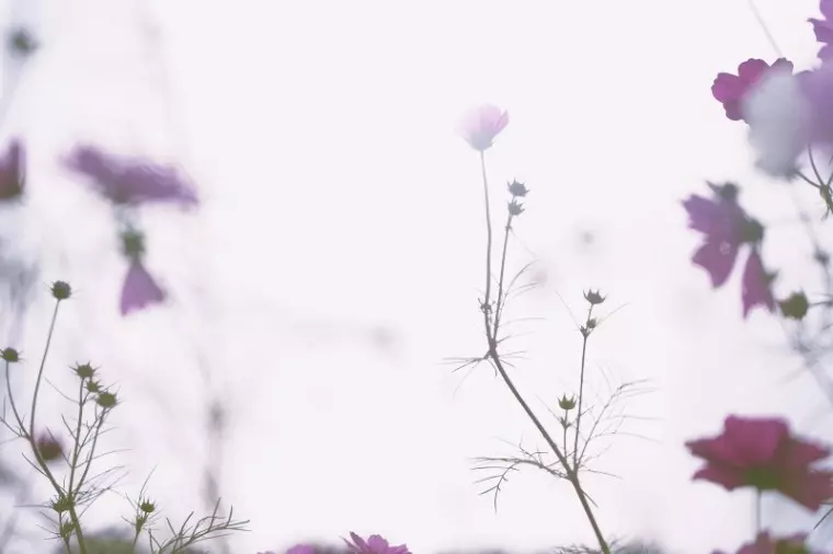 Sweetsmarry（スィーツマリー）相談所「子どもなし、共働き希望（DINKs）はわがまま？～１～」- 2