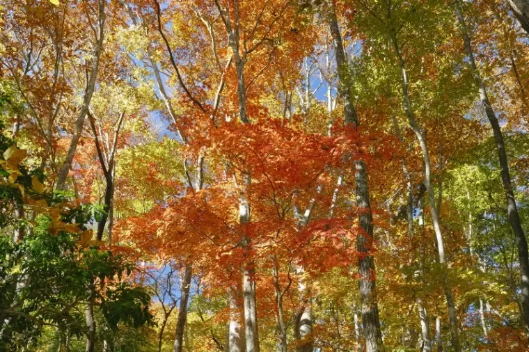 Sweetsmarry（スィーツマリー）相談所「子どもなし・共働き希望（DINKs）はわがまま？～３～」- 2