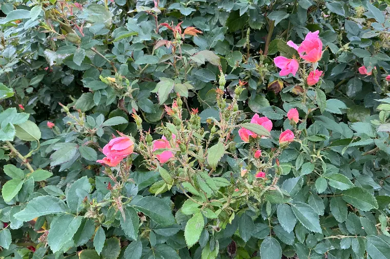 今日はいい夫婦の日