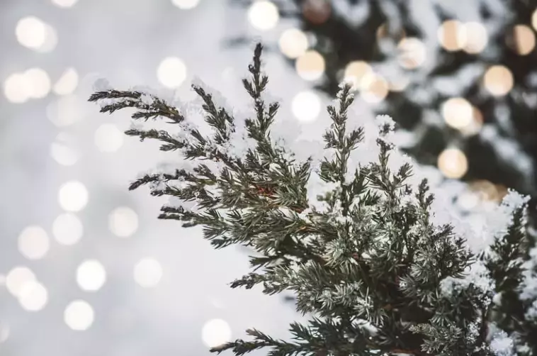 シャトン・マリッジパートナーズ「先延ばしの心理と婚活」- 3