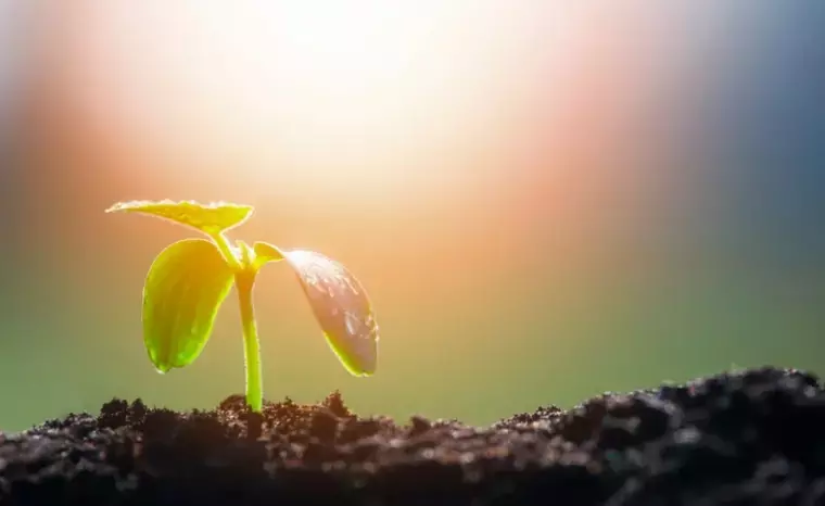 シャトン・マリッジパートナーズ「先延ばしの心理と婚活」- 4