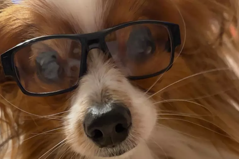 看板犬🐶スタッフの虹笑（ニコ）