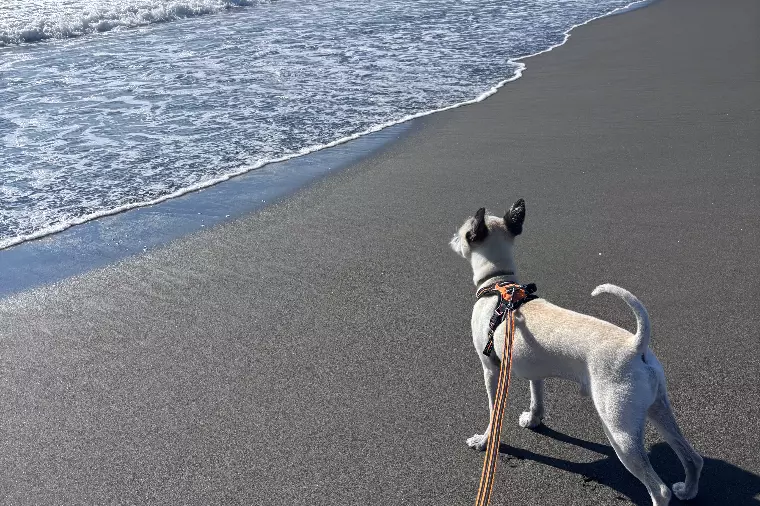 ✨仮交際中に迷ったら考えてほしいこと
