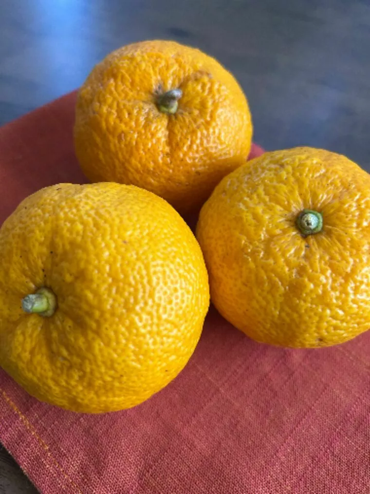 今日こそ冬至ですね・・ツヤツヤなゆずでしょ