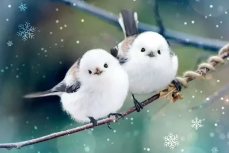 同調と協調って似て非なる言葉