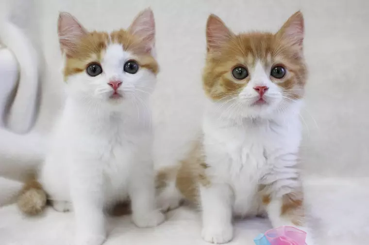 2026年の婚活、結婚の形ってどうなるの？