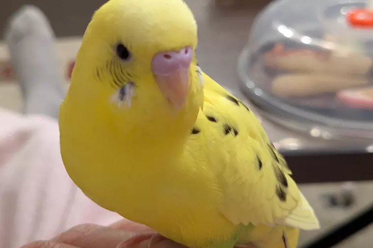 家族を紹介します