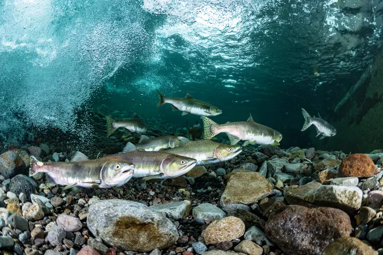 コイはコイと恋しよう