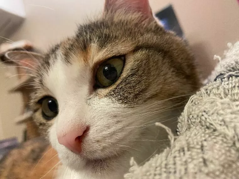 猫好き専門結婚相にゃん所です