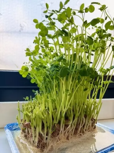 オリベイト マリアージュ「小鉢の底力」- 2