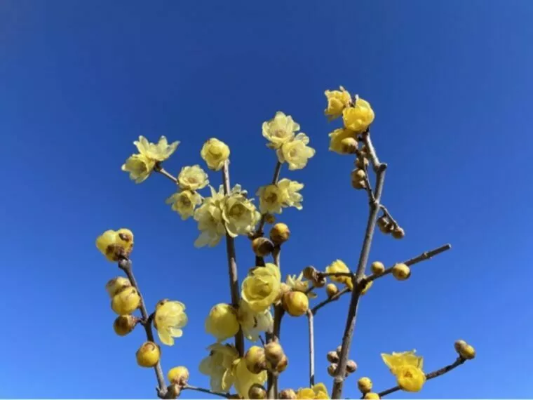 節分 ～ の　立春は「覚悟を決める日」