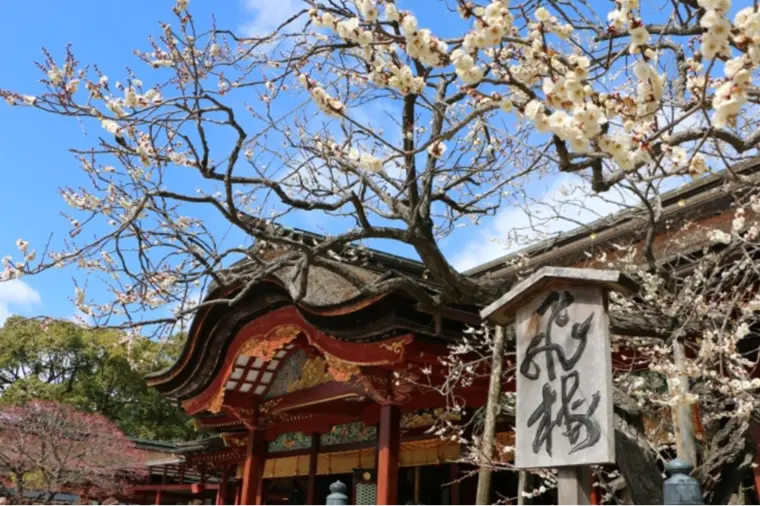 40代の婚活こそ、2月は「観梅デート」