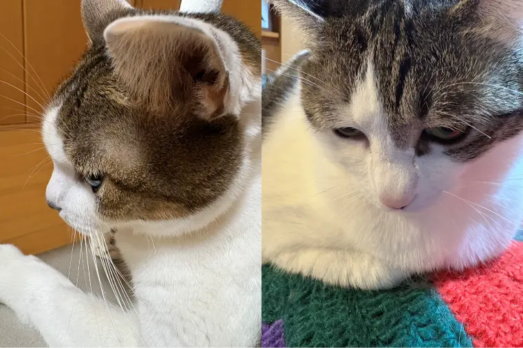 40代婚活！猫や犬と一緒に結婚したい！