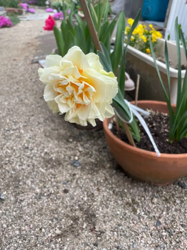 ぽかぽか陽気で春みたいです🌸