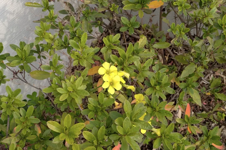 婚活をたてなおす（3-1）マインドフルネス歩行瞑想