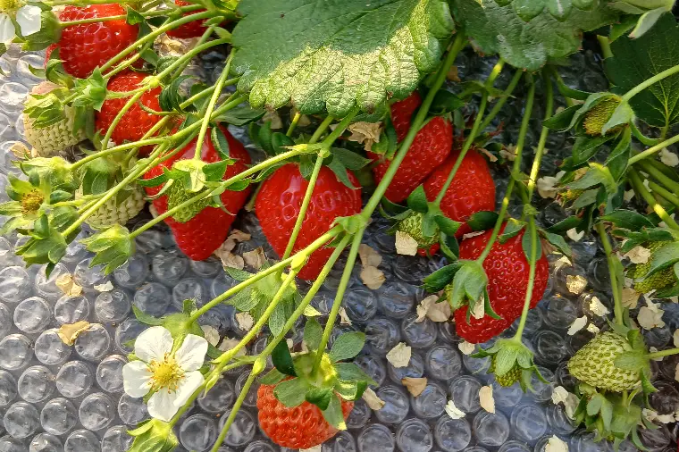 距離が縮まる仮交際デートは“いちご狩り”
