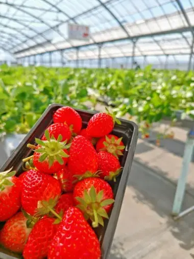 blue bees Okayama「距離が縮まる仮交際デートは“いちご狩り”」- 2