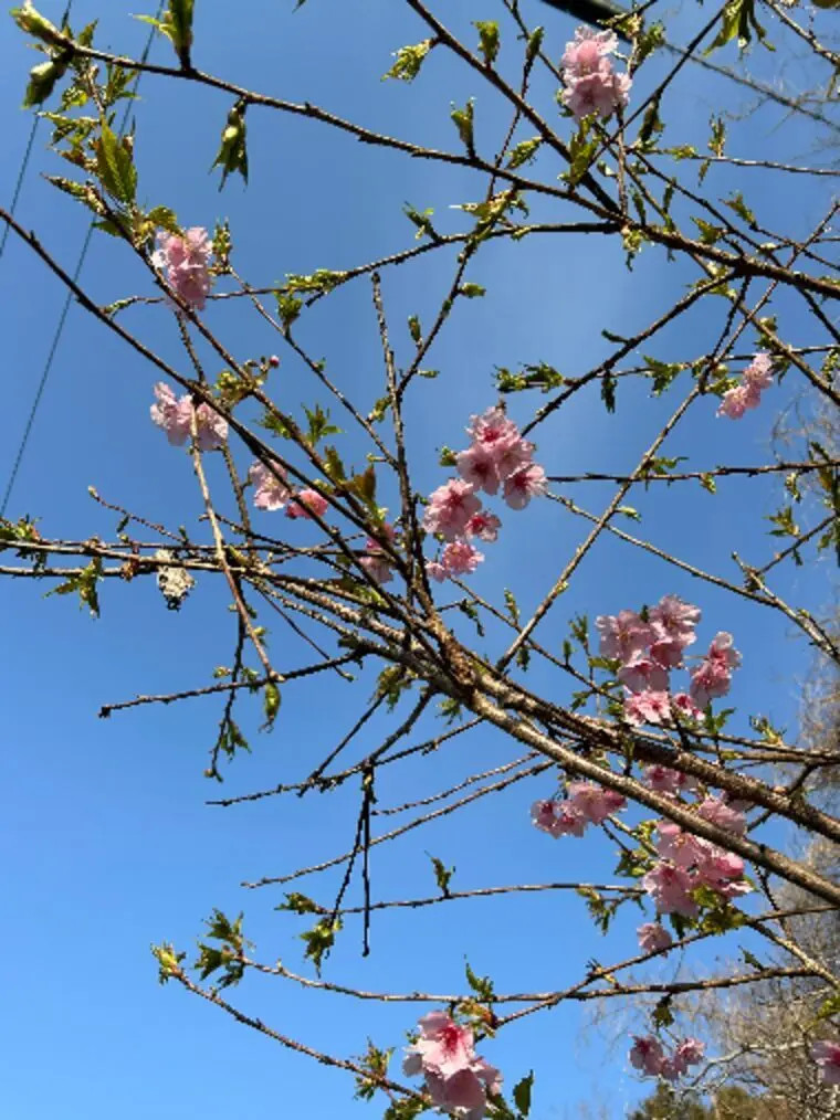 今日から3月　早咲きの桜を発見🌸