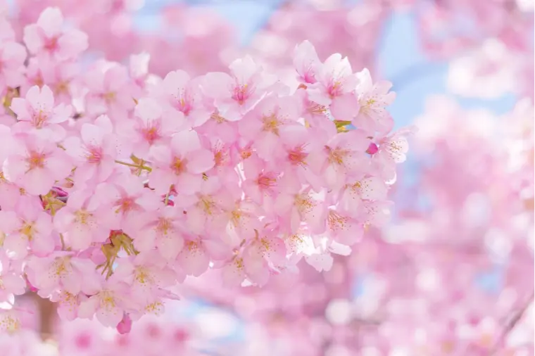 サンマリエ浜松（Sweet Partners スウィートパートナーズ）「春風に誘われて、今20代30代の無料相談が増えています！」-1