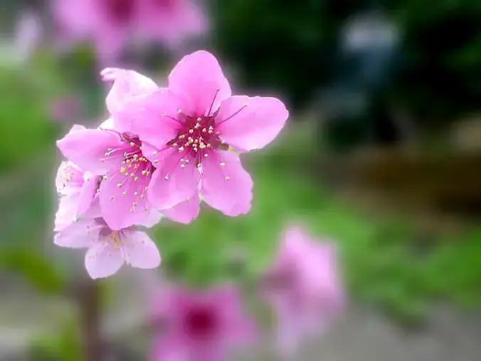 良縁コンシェルジュ町田「№1665　春到来の「啓蟄」そして「桜の開花」予想」- 2