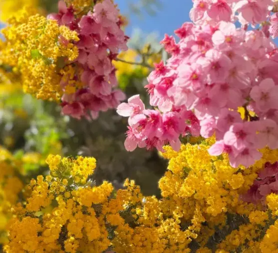 Kanael 結婚相談所「婚活中の花粉症対策！好感度アップの10秒アナウンス」- 2