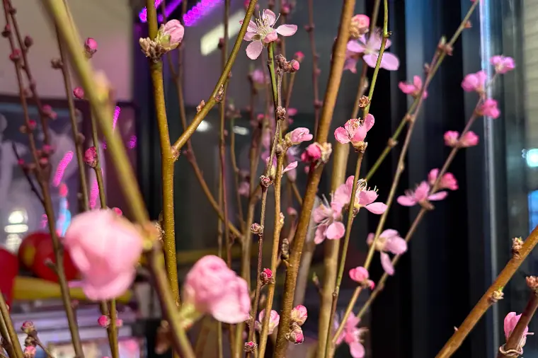 春を感じます🌸