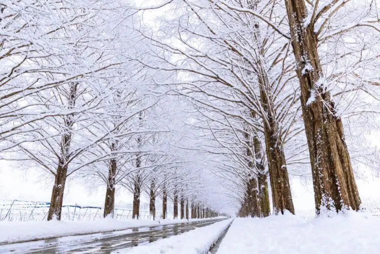 仙台結婚相談所から　冬のソナタの映画おすすめ