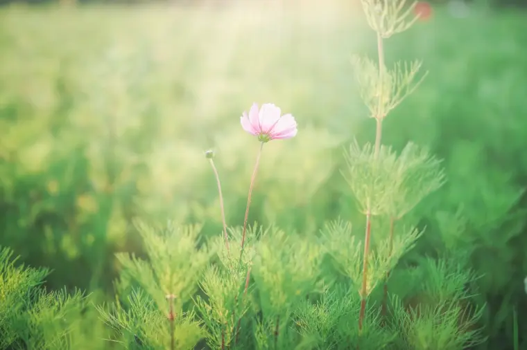 婚活で運命の人に出会えない理由