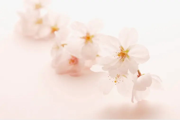 春は出会いが動く季節｜30代女性の婚活が進むタイミング