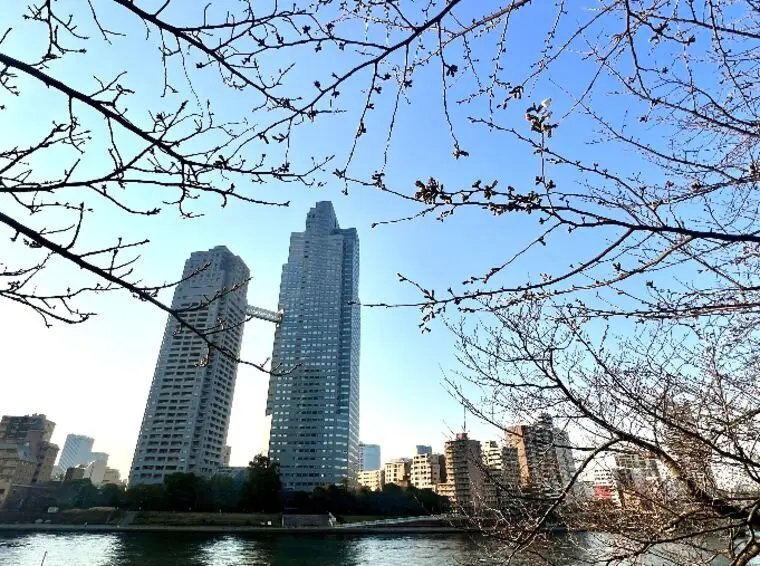 春の婚活におすすめ🌸「ナチュラルお花見」という選択