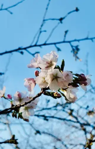 シャトン・マリッジパートナーズ「春の婚活におすすめ🌸「ナチュラルお花見」という選択」- 2