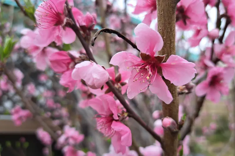 №1685　満開のハナモモを見て両親を思い出しました