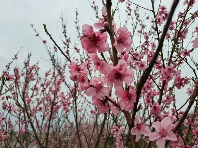 良縁コンシェルジュ町田「№1685　満開のハナモモを見て両親を思い出しました」- 2