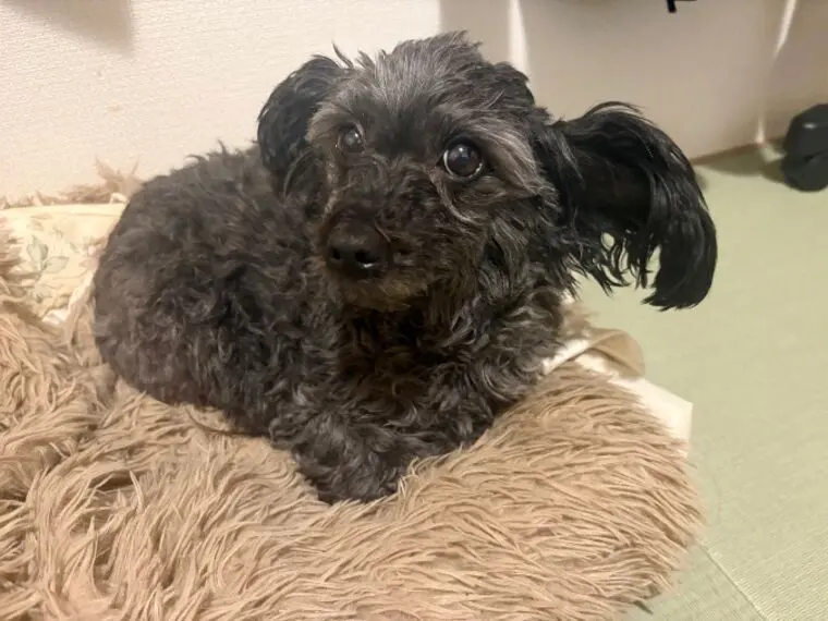 仙台結婚相談所　元保護犬ショコラとのゆっくり歩んだ幸せ