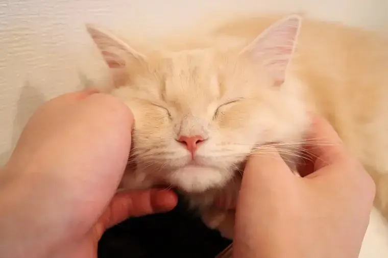 埼玉結婚相談所　いち婚「なかなか好きになれない女性へ。恋のスイッチの入れ方7選」- 2